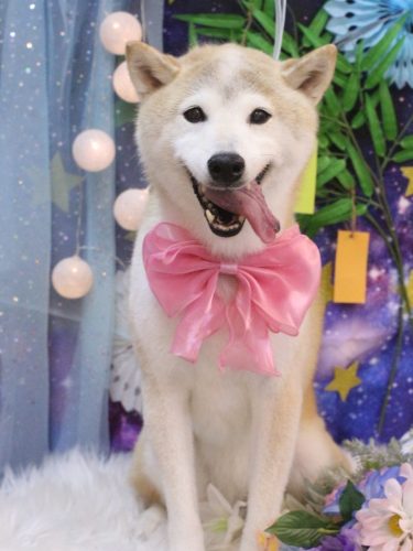 20250705ハナ子ちゃん